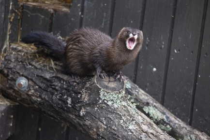 European mink (male) yawning