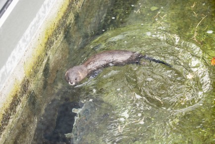 European mink (male) swimming