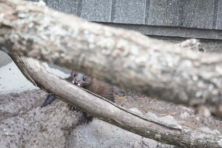 European mink (male)