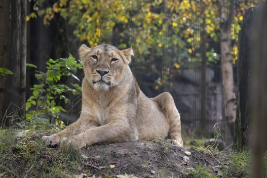 Asiatic lion (female)