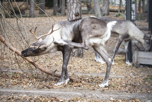 European forest reindeer