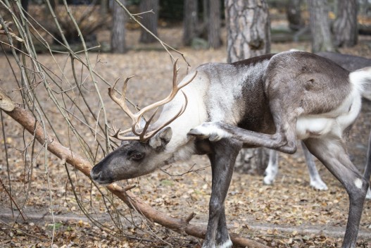 European forest reindeer