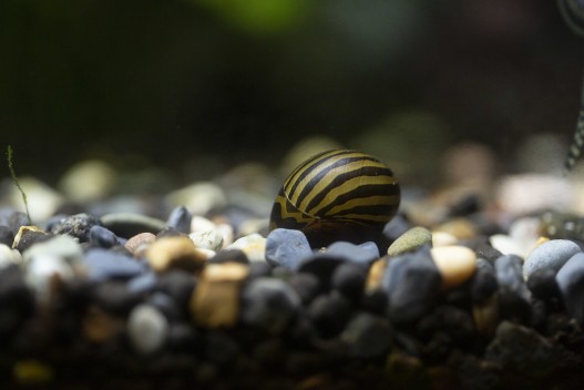 Nerite snail