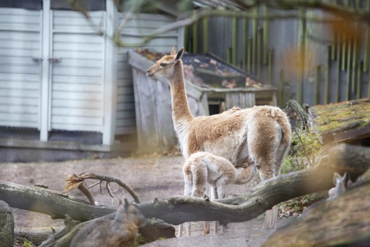 Two-day-old vicuna foal with mother