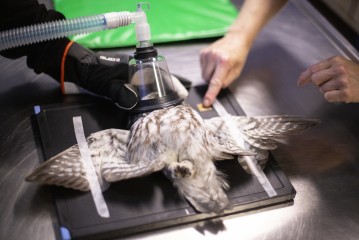 Taking X-rays of Boreal owl's wings in Wildlife Hospital