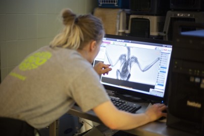 Vet looking at the X-rays of Boreal owl in Wildlife Hospital