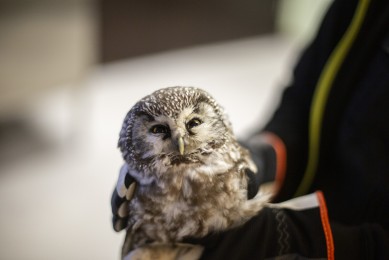 Boreal owl waking up from anesthesia in Wildlife Hospital