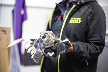 Boreal owl arriving to the Wildlife Hospital Vet's clinic