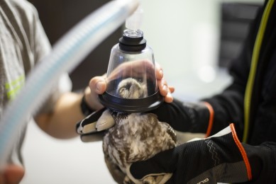 Anesthetizing a Boreal owl in Wildlife Hospital