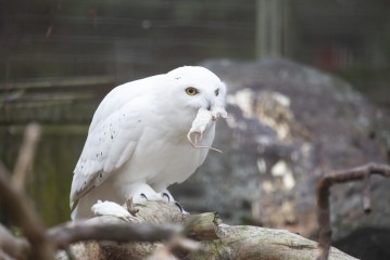 Snowy owl (male) eating a mouse