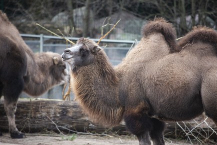 Domestic Bactrian camel