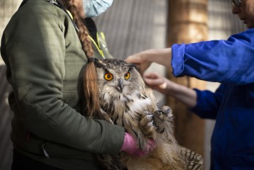 Vet checking an Eurasian eagle-owl in Wildlife Hospital