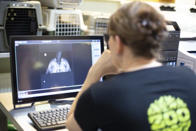 Vet checking X-rays of whooper swan in Wildlife Hospital