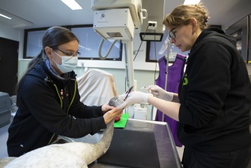 Vet anaesthising a young whooper swan in Wildlife Hospital