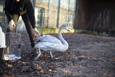 Vet returning the whooper swan to its enclosure in WIldlife Hospital