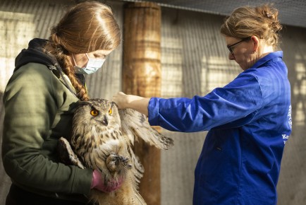 Vet checking an Eurasian eagle-owl in Wildlife Hospital
