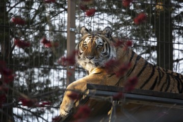 Amur tiger (female)