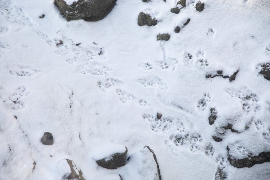 European mink footprints in snow