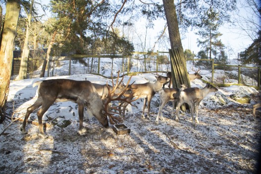 European forest reindeer herd