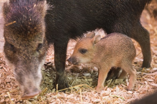 Three days old peccary piglet "Nisse"