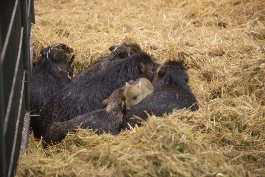 White-lipped peccaries sleeping in one pile