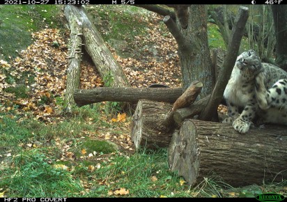 Trail camera research: snow leopard