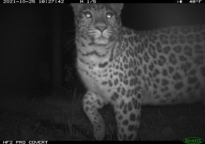 Trail camera research: Amur leopard