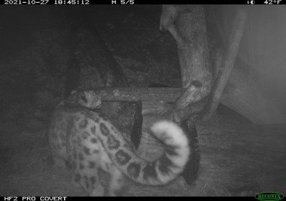 Trail camera research: snow leopard