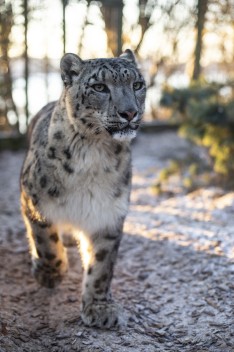 Lux the Snow Leopard