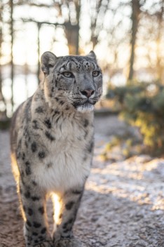 Lux the Snow Leopard