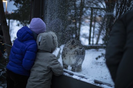 Kids looking at a snow leopard during Lux Korkeasaari