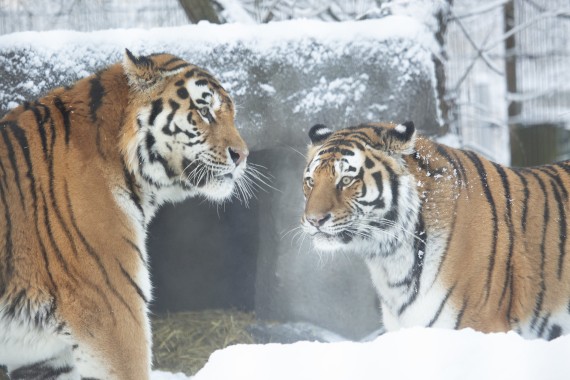 Amur tigers (male & female)