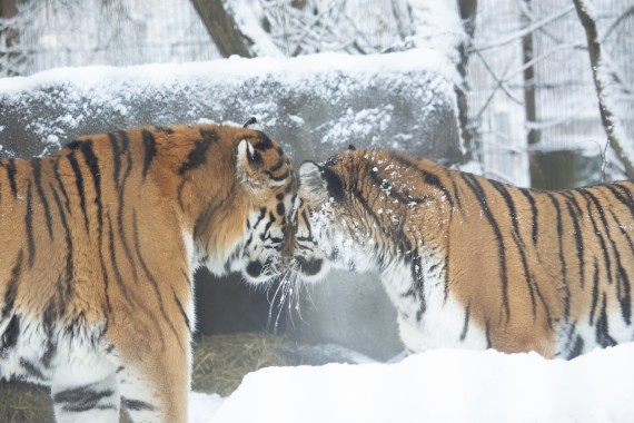 Amur tigers (male & female)