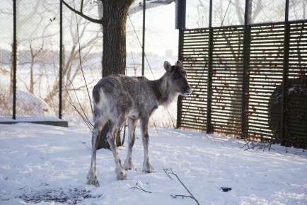 European forest reindeer in Wildlife Hospital