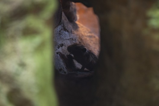 Newborn common gundi in tunnel
