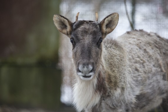 European forest reindeer in Wildlife Hospital