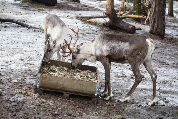 European forest reindeer eating