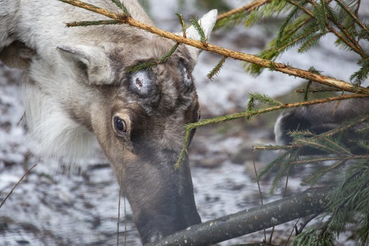 European forest reindeer had dropped his antlers