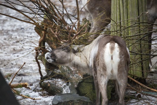 European forest reindeer scratching her antlers