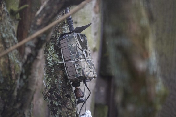 Trail cam for owl nestbox research