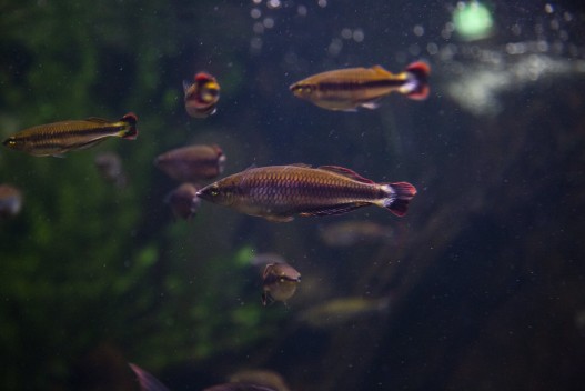 Madagascar rainbowfish