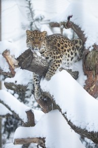 Amur leopard (female)