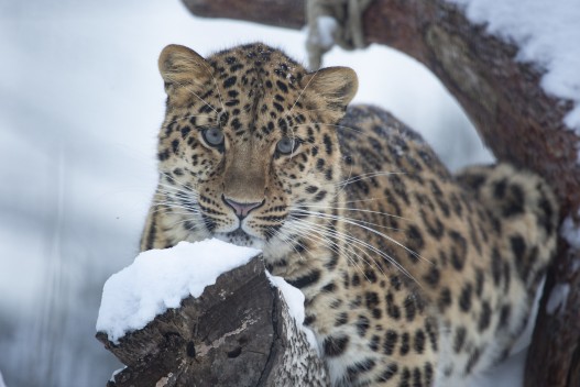 Amur leopard (female)