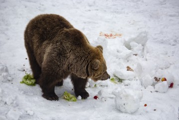 Brown bear looking at the remains of a snowperson
