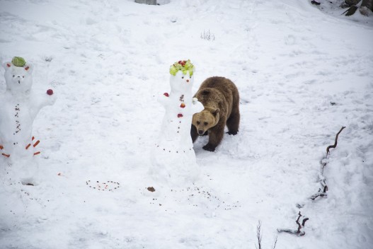 Brown bear and the snowpeople