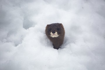 European mink (male) peaking from snow