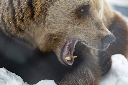 Brown bear yawning