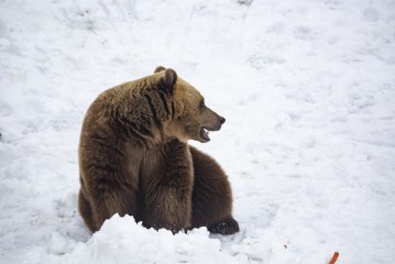 Brown bear sitting in snow