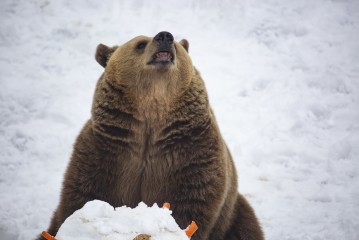 Brown bear and the remains of a snowperson