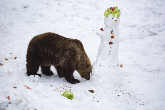 Brown bear and a snowperson